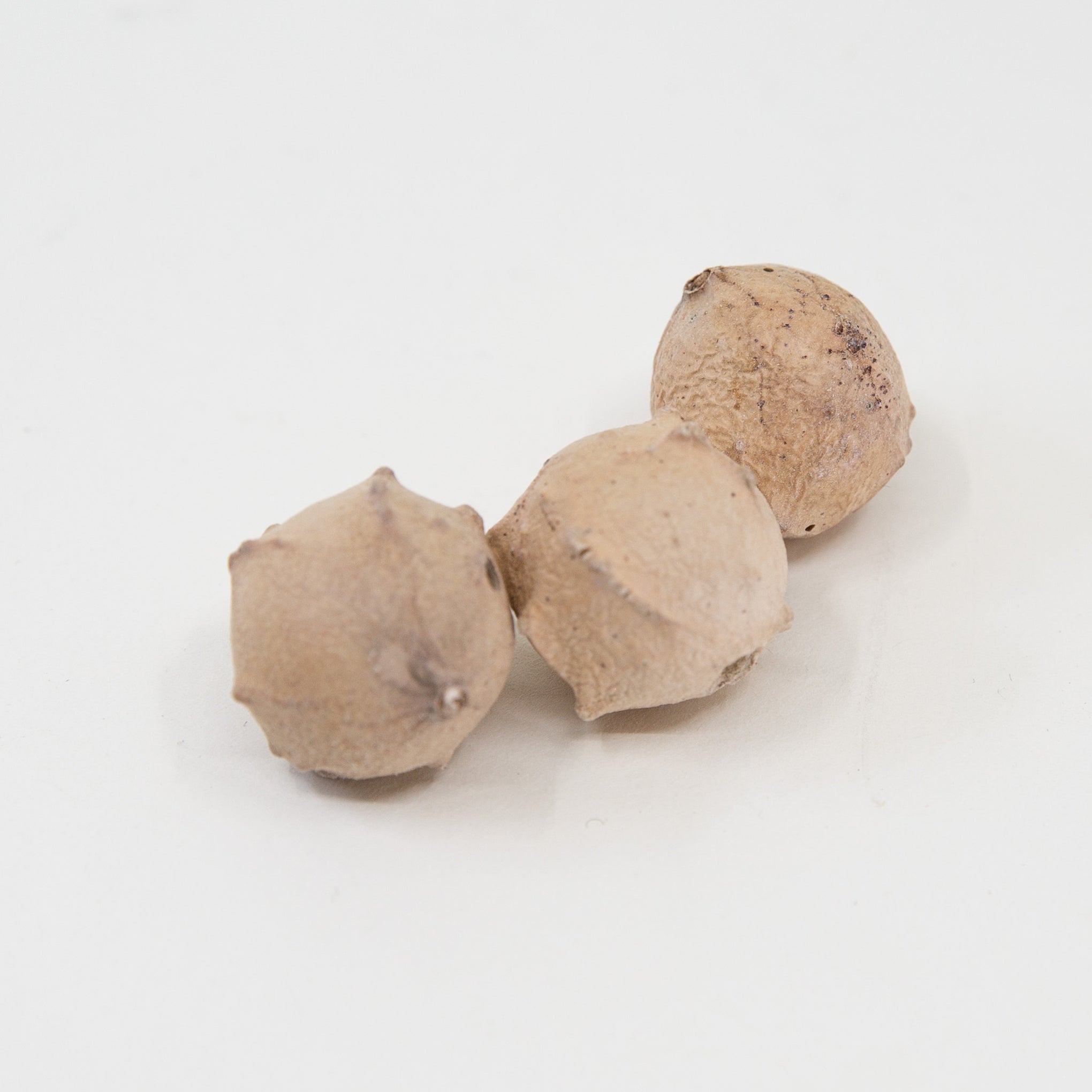 Gallnut from Maiwa Supply– MAIWA
